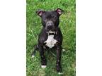 Adopt Toshi a Pit Bull Terrier