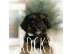 Mini Rocky