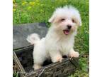 Maltese Puppy for sale in Winslow, AR, USA