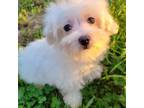 Maltese Puppy for sale in Winslow, AR, USA