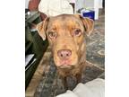 Adopt Oliver a Rottweiler, Golden Retriever