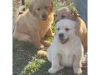 Golden Retriever Puppy for sale in New London, NC, USA