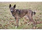 Adopt Hayden a Shepherd