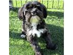 Adopt Bandit #467 a Havanese