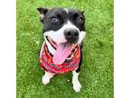 Adopt Dobby the playful pup a Terrier