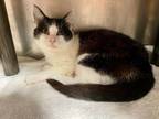 Adopt Ashten a Domestic Short Hair