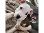 Adopt Fonz (Survivors Litter) - No Longer Accepting Applications a Rottweiler
