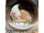 Adopt Harriette a Guinea Pig