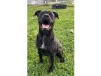 Adopt ZEKE a Labrador Retriever, Pit Bull Terrier