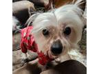 Adopt Dougle a Chinese Crested Dog