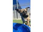 Adopt Curly a Shepherd, Mixed Breed
