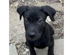 Adopt JJ a Black Labrador Retriever, Australian Cattle Dog / Blue Heeler