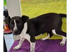 Adopt Silo a Cattle Dog, Pointer