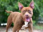 Adopt TIKI a Pit Bull Terrier