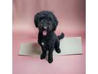 Adopt Cash a Schnoodle