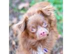 Adopt Dexter a Pomeranian