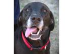 Adopt Cole a Labrador Retriever