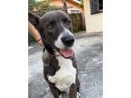 Adopt Ozzie a Mixed Breed