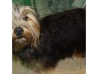Yorkshire Terrier Puppy for sale in Paterson, NJ, USA