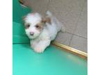 Cavachon Puppy for sale in Paterson, NJ, USA