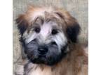 Soft Coated Wheaten Terrier Puppy for sale in Coeur D Alene, ID, USA