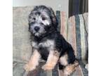 Soft Coated Wheaten Terrier Puppy for sale in Coeur D Alene, ID, USA