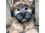 Soft Coated Wheaten Terrier Puppy for sale in Coeur D Alene, ID, USA