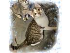 Adopt Mr. Torrance kitty!! a American Shorthair, Dilute Calico