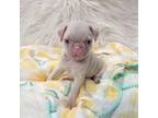 Pug Puppy for sale in Modesto, CA, USA