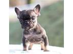 French Bulldog Puppy for sale in Three Rivers, CA, USA