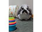 Adopt Oscar a Jersey Wooly, Holland Lop