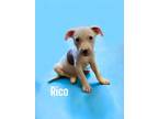 Adopt Rico a American Staffordshire Terrier