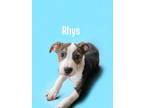 Adopt Rhys a Pit Bull Terrier