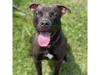 Adopt Colonel a Mixed Breed