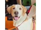 Adopt Rocky a Foxhound, Mixed Breed