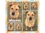 Adopt Tweedle-Dee CFS# 240008582 a Retriever