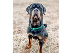 Adopt Phillip a Rottweiler