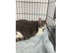 Adopt Dina a Domestic Short Hair