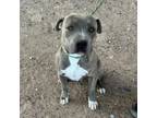 Adopt Willis a Pit Bull Terrier, Mixed Breed