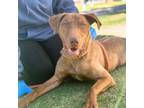 Adopt Boogie* a Weimaraner, Mixed Breed