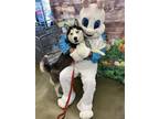 Adopt Buddy a Siberian Husky