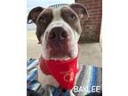 Adopt Bayley a Pit Bull Terrier