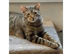 Adopt Kimalu (bonded pair with Grey) a Tabby