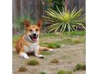 Adopt Wally a Carolina Dog, Mixed Breed