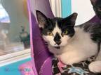 Adopt Gene Simmons a Domestic Short Hair