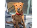 Adopt Oakley a Retriever