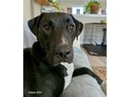 Adopt Ace a Labrador Retriever, Great Dane