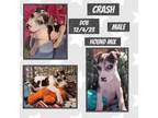 Adopt Crash a American Foxhound