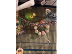 Adopt Rooster and Hen a Parakeet (Other)