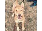 Adopt Bebo a Australian Cattle Dog / Blue Heeler